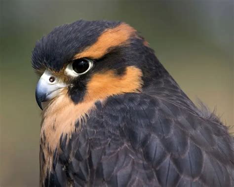 aplomado falcon diet.